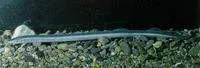 Pouched lamprey (Geotria australis)