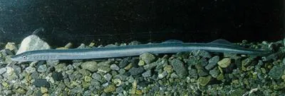 Pouched lamprey (Geotria australis)