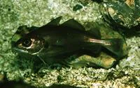 Pouting (Trisopterus luscus)