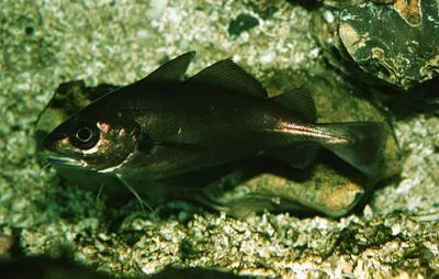 Pouting (Trisopterus luscus)