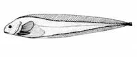 Pouty seasnail (Paraliparis garmani)
