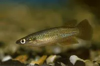 Powder-blue panchax (Pachypanchax omalonotus)