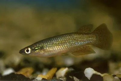 Powder-blue panchax (Pachypanchax omalonotus)