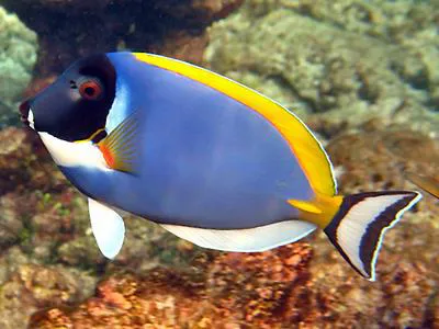 Powderblue surgeonfish (Acanthurus leucosternon)