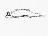 Power's deep-water bristle-mouth fish (Vinciguerria poweriae)