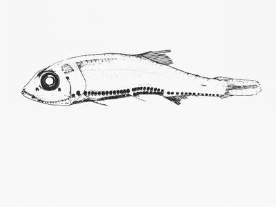 Power's deep-water bristle-mouth fish (Vinciguerria poweriae)