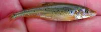 Prairie chub (Macrhybopsis australis)