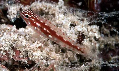 Prasites pygmy goby (Eviota prasites)