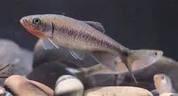 Predaceous chub (Parazacco spilurus)