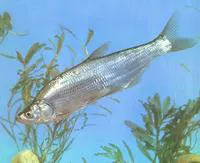 Predatory carp (Chanodichthys erythropterus)