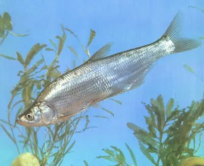 Predatory carp (Chanodichthys erythropterus)