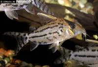 Pretty corydoras (Corydoras pulcher)