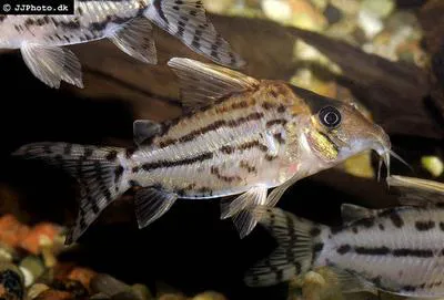 Pretty corydoras (Corydoras pulcher)