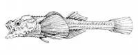 Pricklebreast poacher (Stellerina xyosterna)