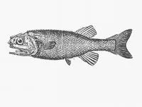 Pricklefish (Acanthochaenus luetkenii)
