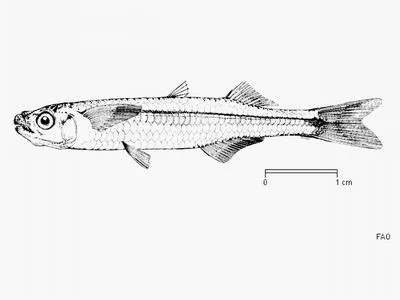Pricklenose silverside (Atherion africanum)