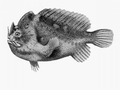 Prickly anglerfish (Echinophryne crassispina)
