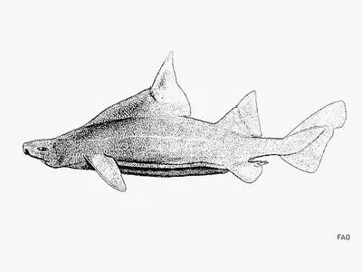 Prickly dogfish (Oxynotus bruniensis)