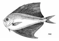 Prickly fanfish (Pterycombus petersii)