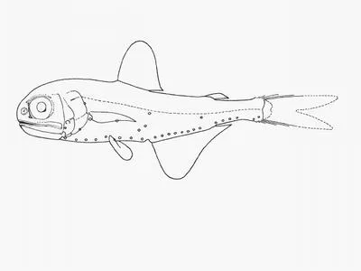 Prickly lanternfish (Myctophum asperum)