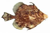 Prickly leatherjacket (Chaetodermis penicilligerus)
