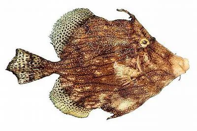 Prickly leatherjacket (Chaetodermis penicilligerus)