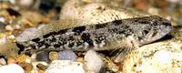 Prickly sculpin (Cottus asper)