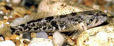 Prickly sculpin (Cottus asper)