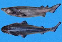 Prickly shark (Echinorhinus cookei)