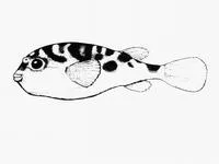 Prickly toadfish (Contusus richei)