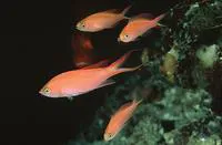 Princess anthias (Pseudanthias smithvanizi)