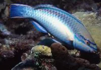 Princess parrotfish (Scarus taeniopterus)