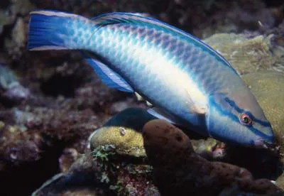 Princess parrotfish (Scarus taeniopterus)