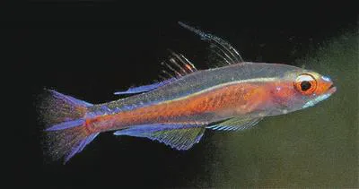 Princess pygmy goby (Trimma marinae)