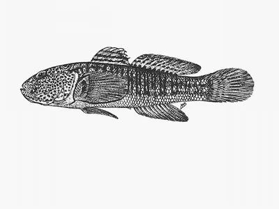 Prison goby (Caffrogobius gilchristi)