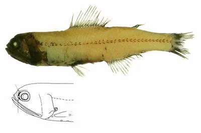 Problematic lanternfish (Diaphus problematicus)