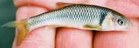 Proserpine shiner (Cyprinella proserpina)