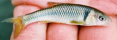 Proserpine shiner (Cyprinella proserpina)