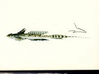 Proud dragonet (Callionymus superbus)