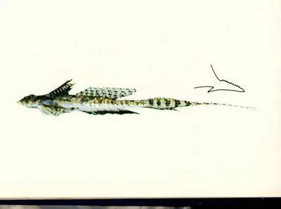 Proud dragonet (Callionymus superbus)