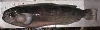 Prowfish (Zaprora silenus)