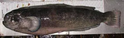 Prowfish (Zaprora silenus)