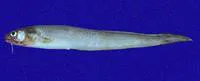 Prowspine cusk eel (Lepophidium prorates)
