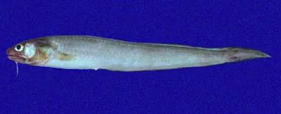 Prowspine cusk eel (Lepophidium prorates)