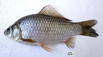Prussian carp (Carassius gibelio)