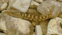 Puan spine loach (Iksookimia pumila)