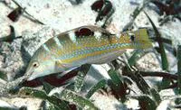 Puddingwife wrasse (Halichoeres radiatus)