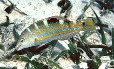 Puddingwife wrasse (Halichoeres radiatus)