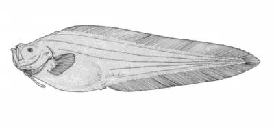 Pudgy cuskeel (Spectrunculus grandis)