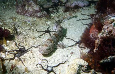 Puffadder shyshark (Haploblepharus edwardsii)